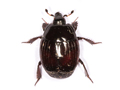 Margarinotus purpurascens